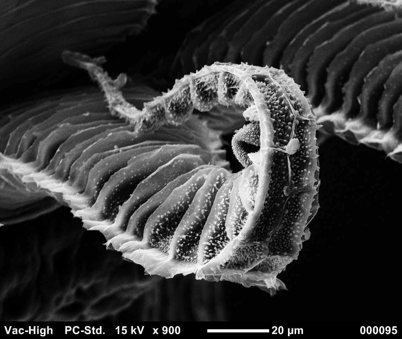 صورة Brachythecium salebrosum W. P. Schimper ex B. S. G. 1853