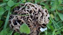 Image of Morchella vulgaris