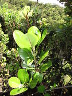 Image of Honokahua Melicope