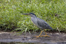 Image of Green-backed Heron