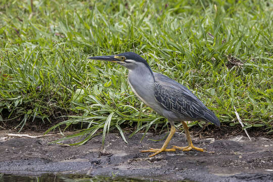 Image of Green-backed Heron