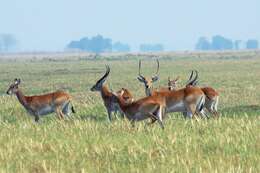 Image de Cobe Lechwe