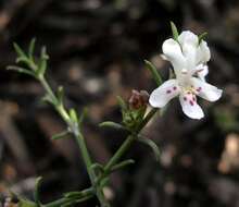 Image of Westringia rigida R. Br.