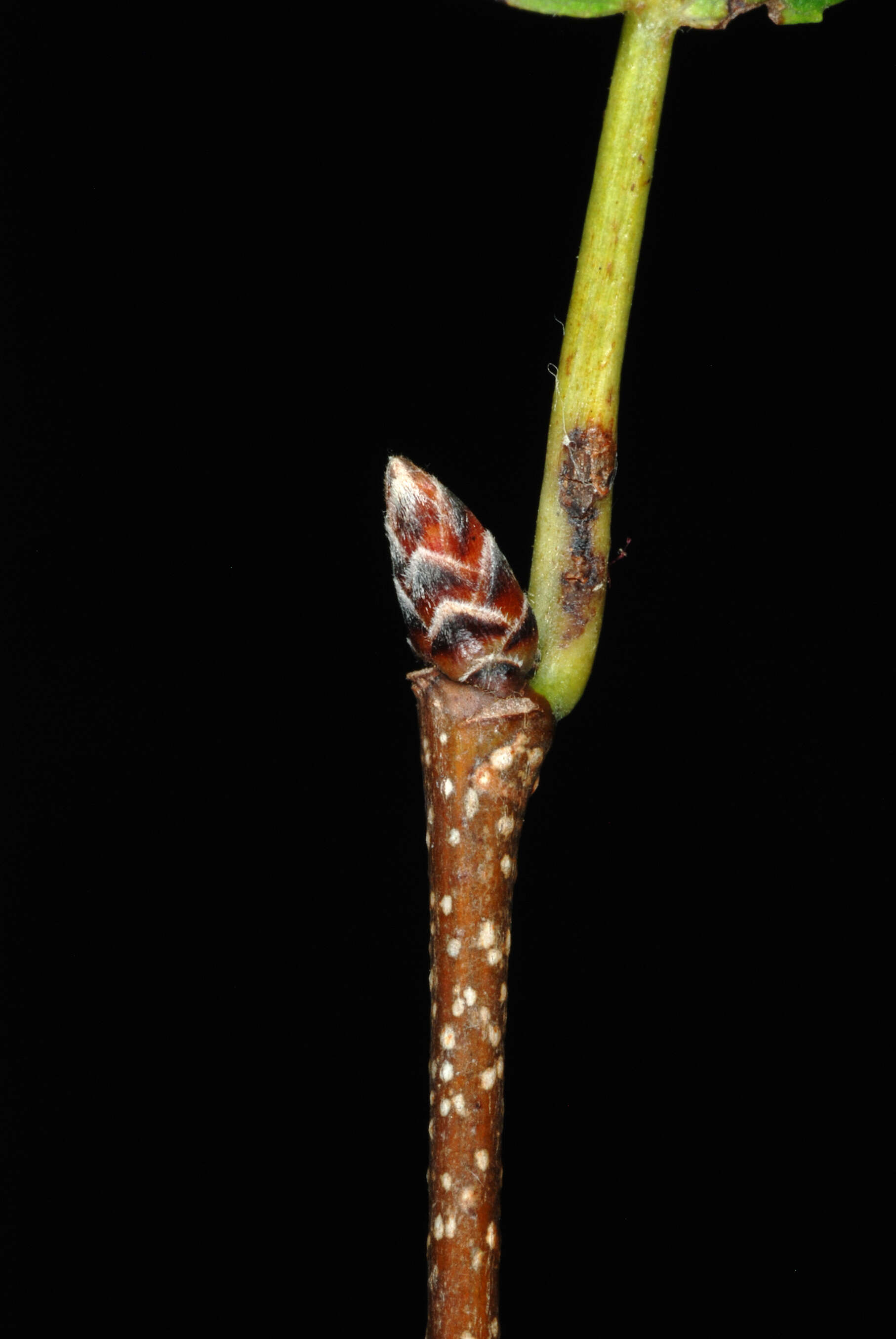 Image of American hornbeam