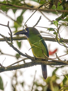 Image of Blue-throated Toucanet