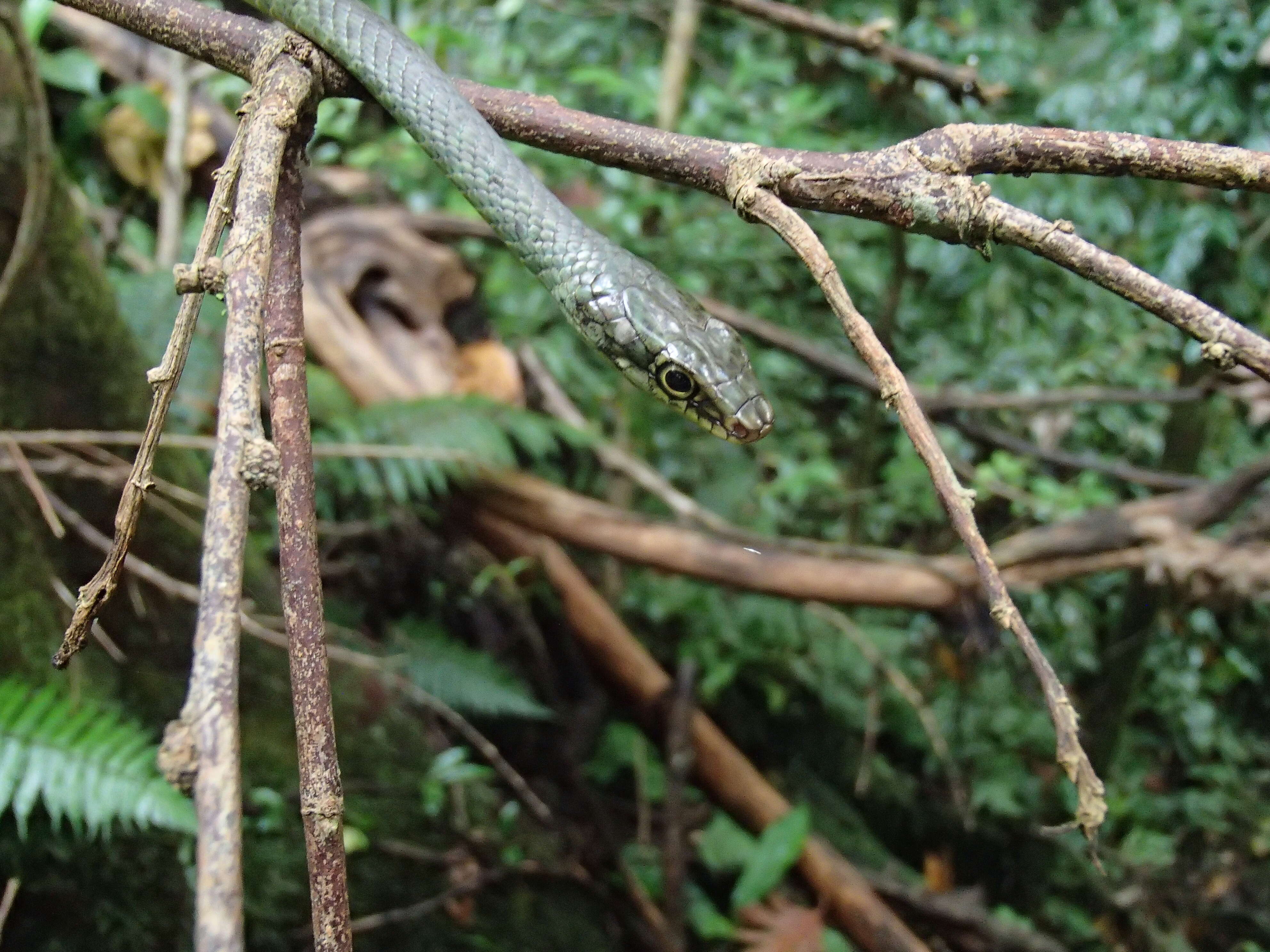 Image of Sao Tome Wood Snake