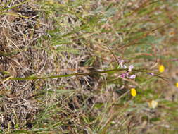 Image of Diuris punctata var. punctata