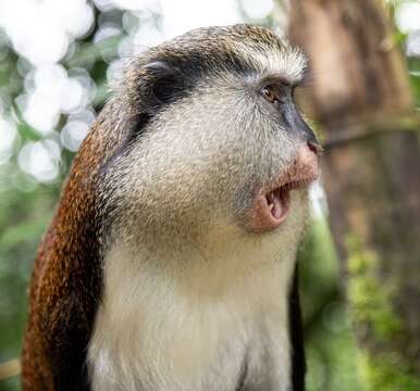 Image of Mona Guenon