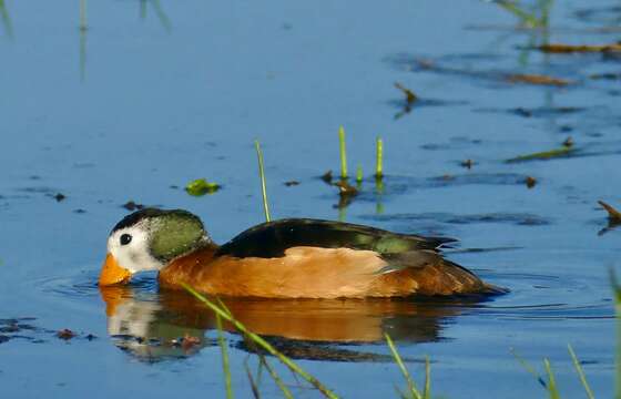 Image of African Pygmy Goose