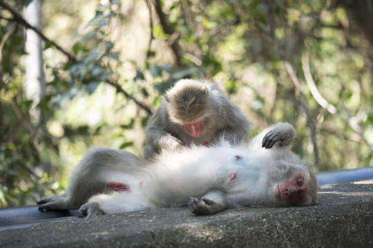 Image of Taiwan macaque