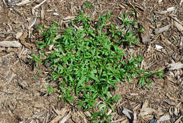 Image of green carpetweed