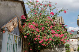 Слика од Bougainvillea