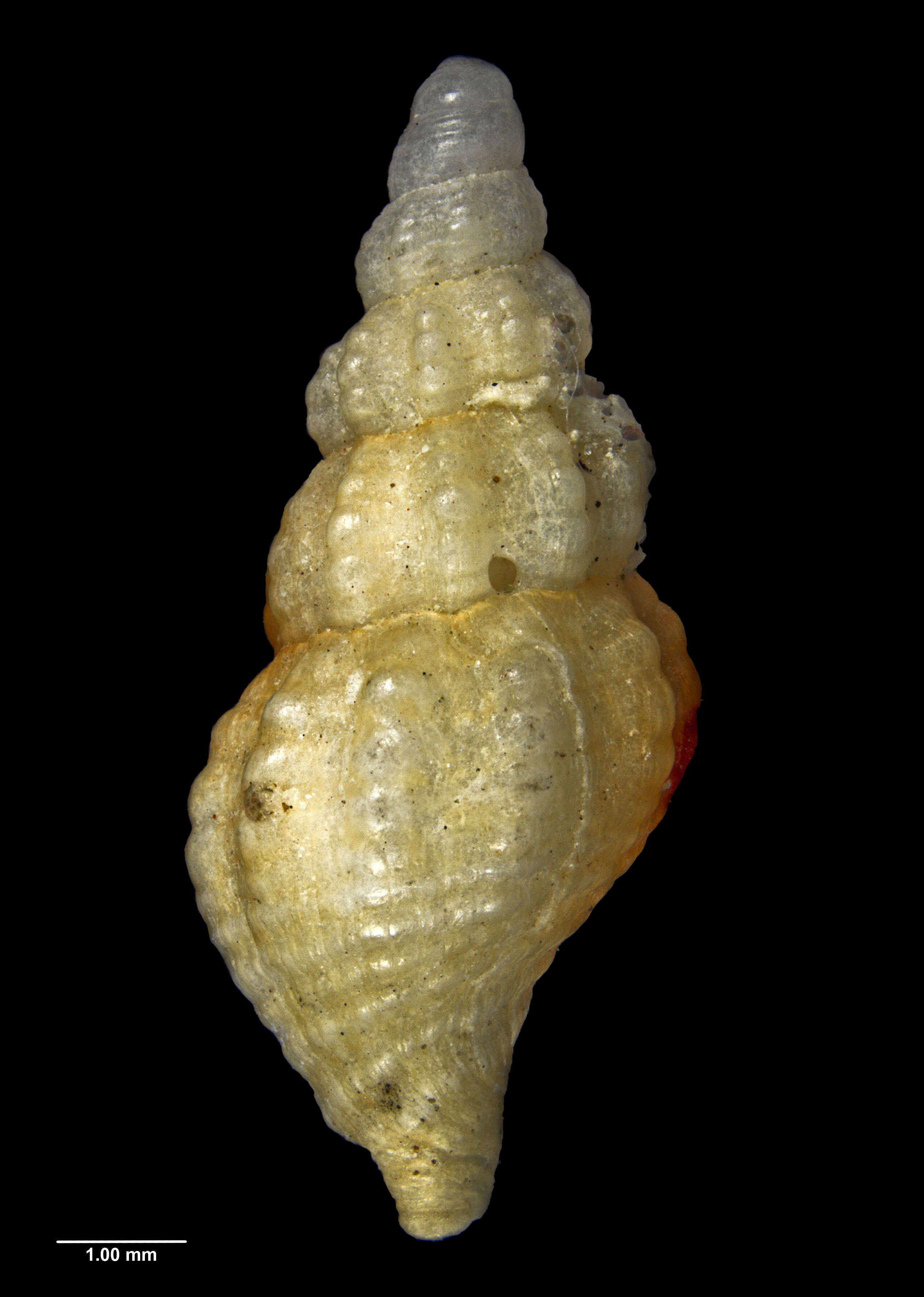 Image of Euthrenopsis bountyensis Powell 1929