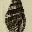 Image of Vexillum oniscinum (Lamarck 1811)
