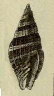 Image of Vexillum oniscinum (Lamarck 1811)