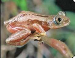 Image of Banana frog