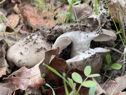 Слика од Lactarius argillaceifolius Hesler & A. H. Sm. 1979