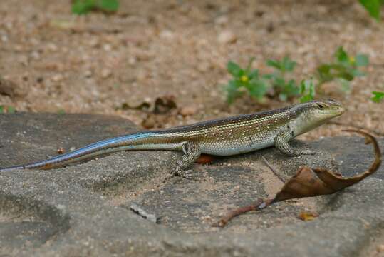 Image of Five-lined Skink