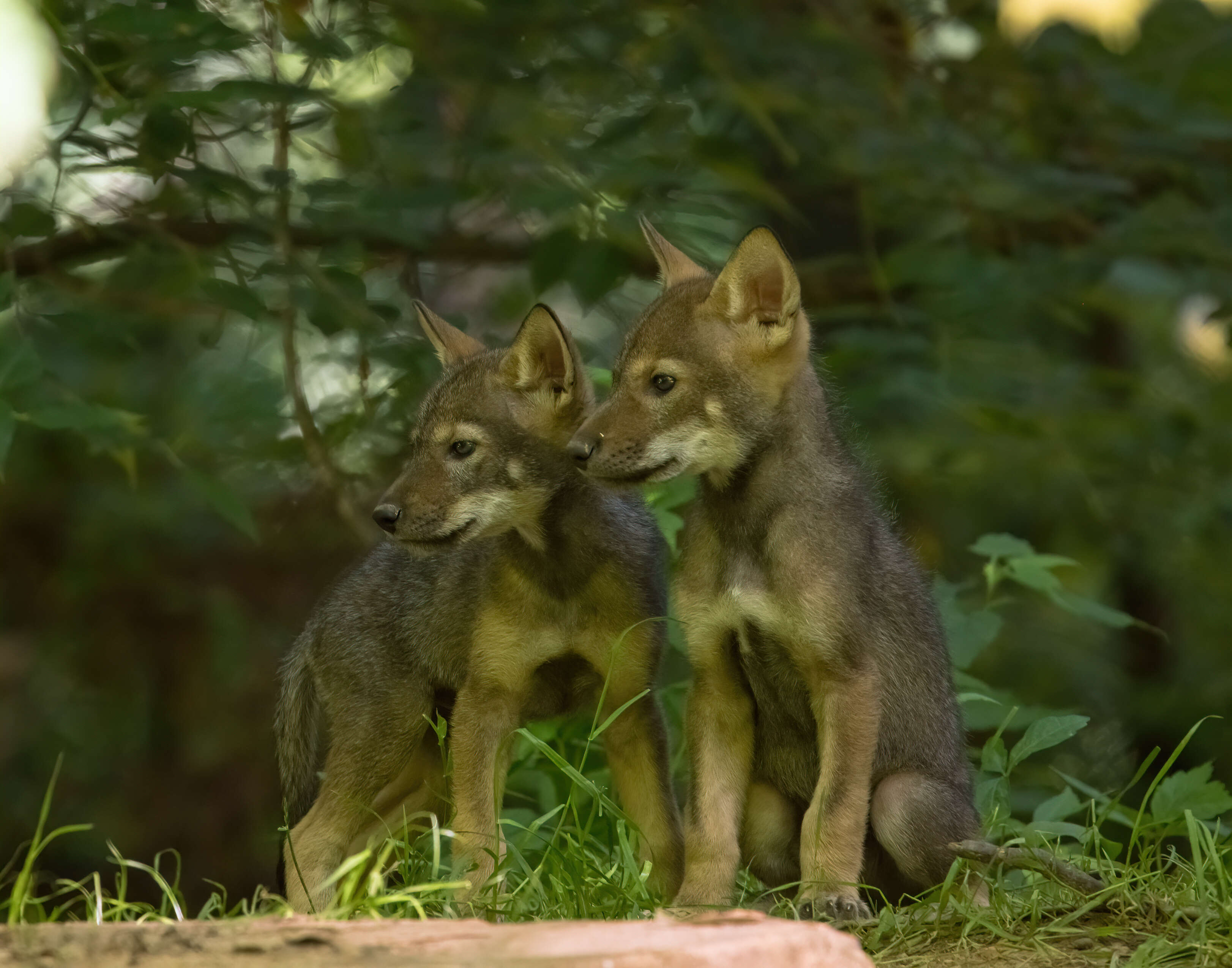 Image of Red wolf