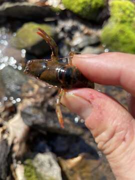 Image of Chattahoochee Crayfish