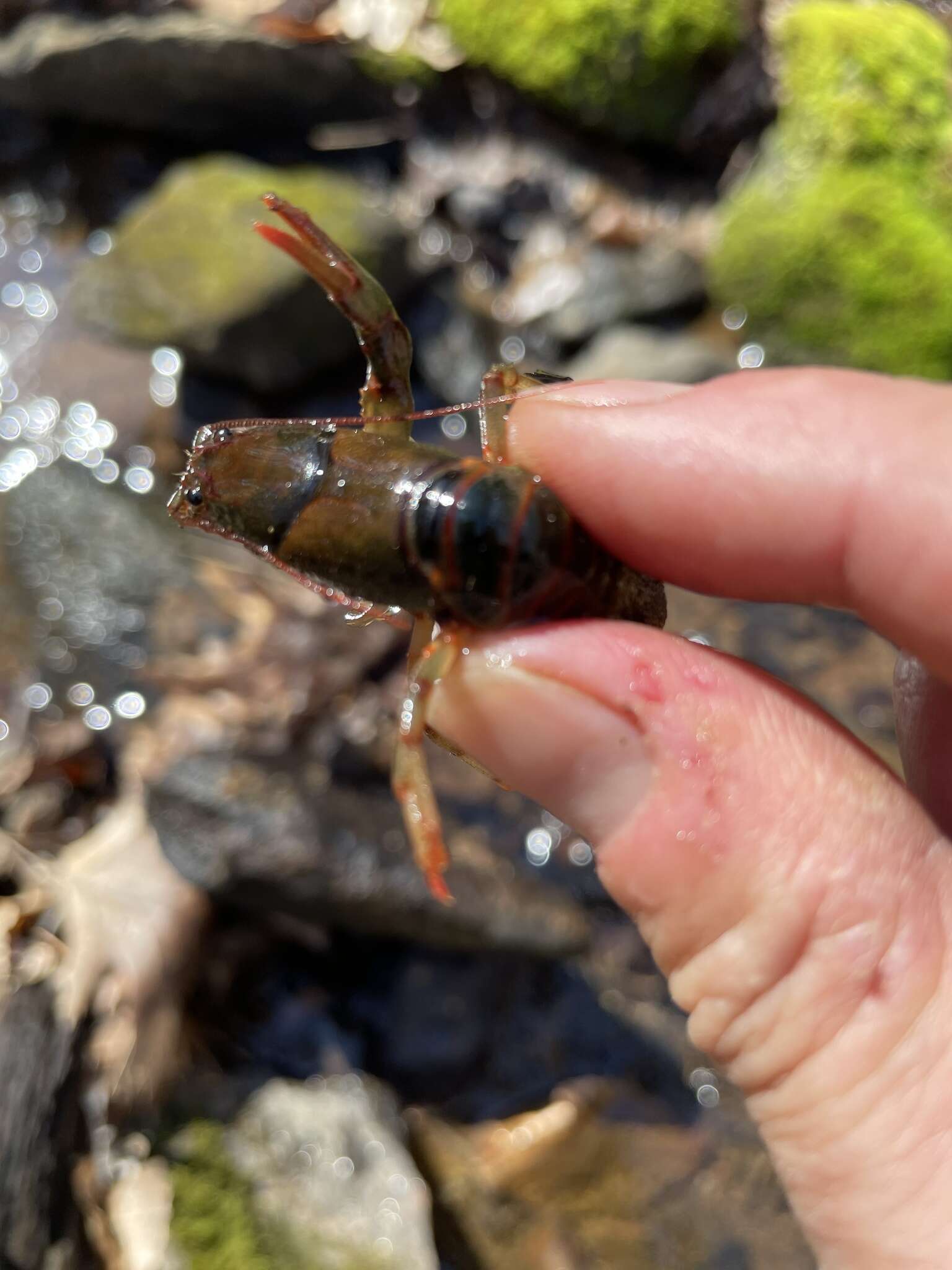 Image of Chattahoochee Crayfish