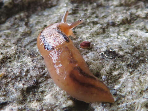 Image de Lehmannia valentiana