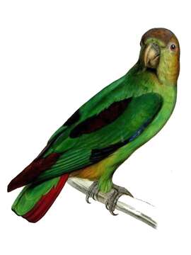 Image of Sapphire-rumped Parrotlet