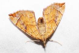 Image of Chevron Moth