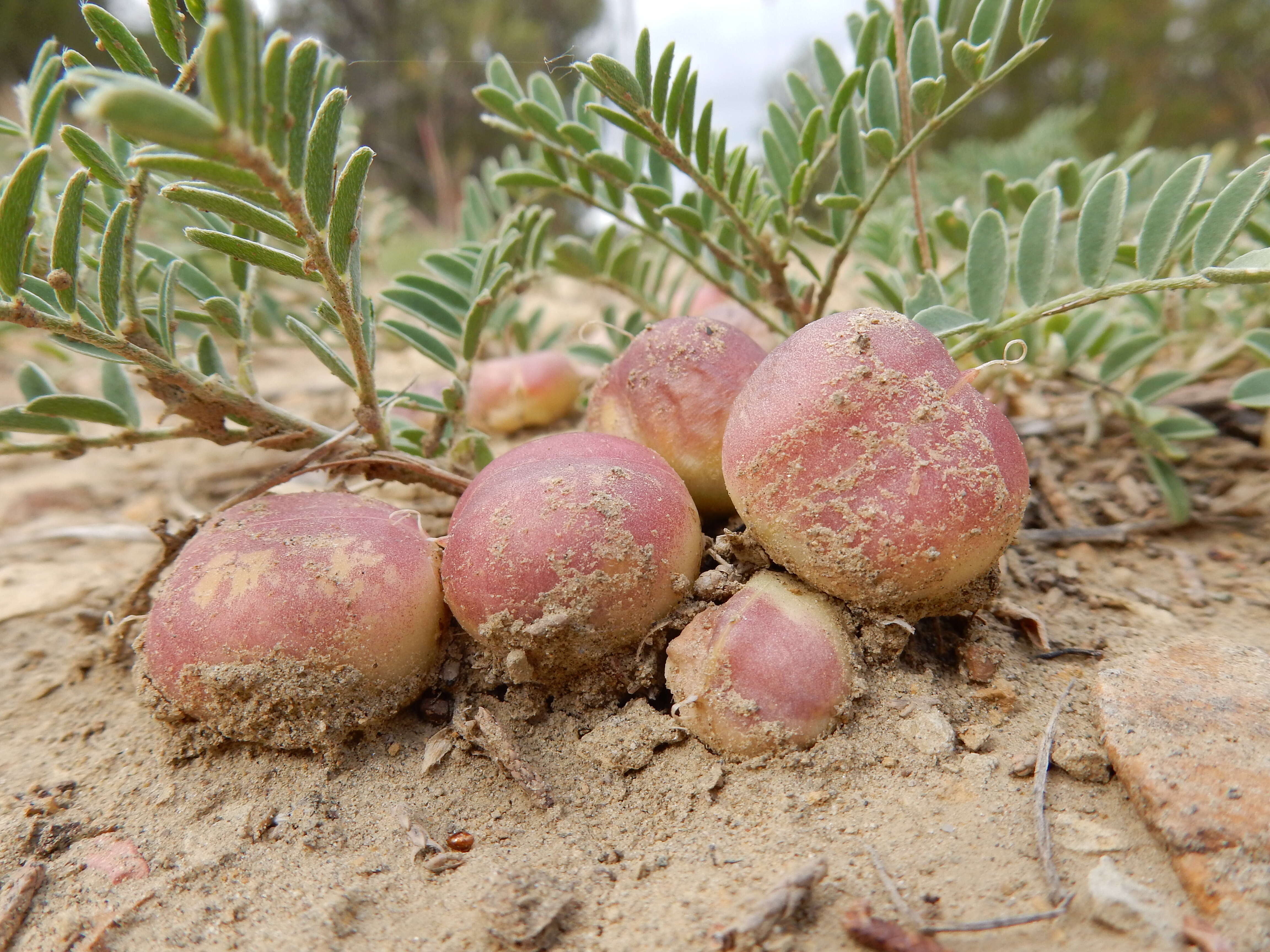 Sivun Astragalus crassicarpus Nutt. kuva