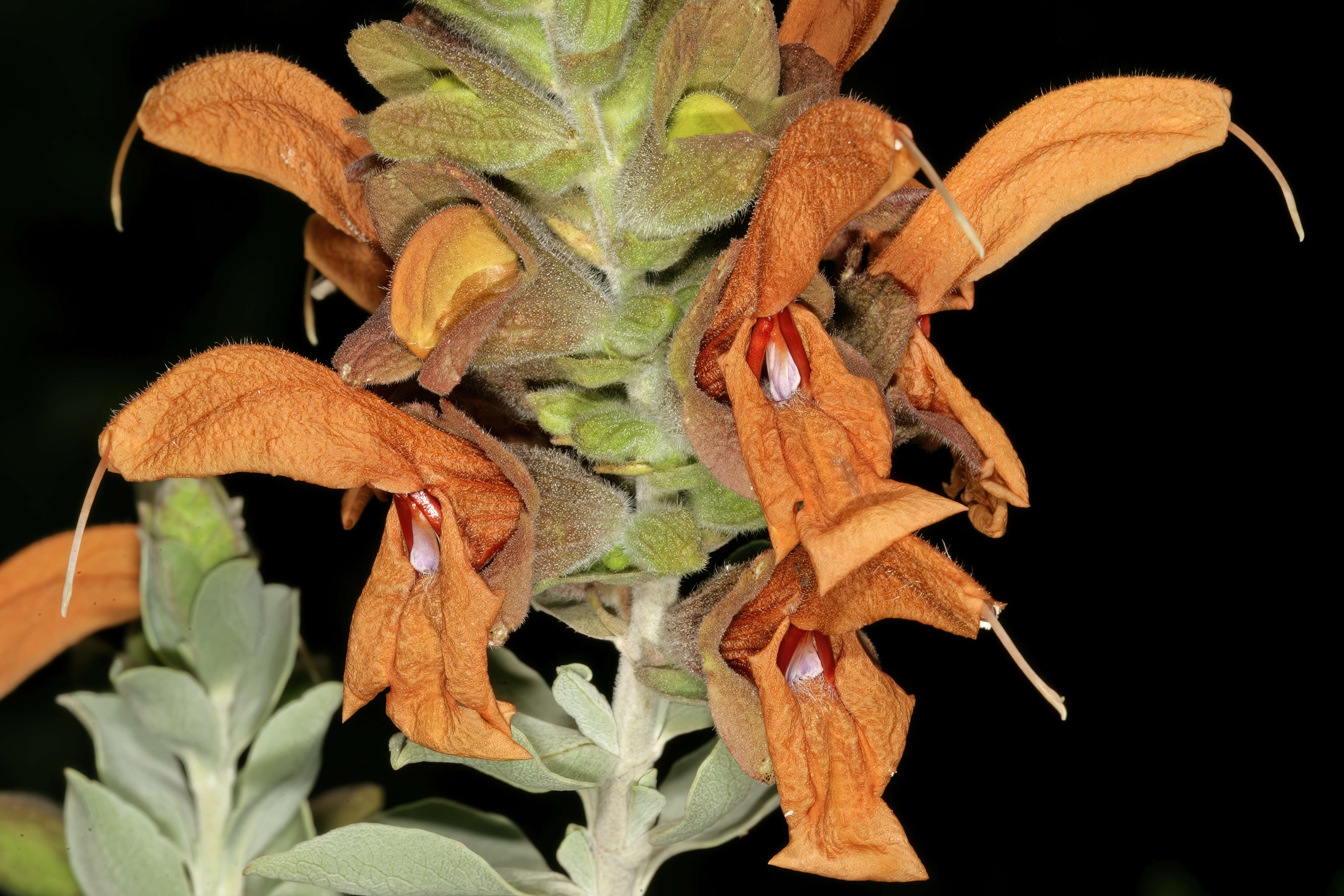 Salvia aurea L. resmi