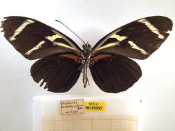 Image of Heliconius antiochus Linnaeus 1767