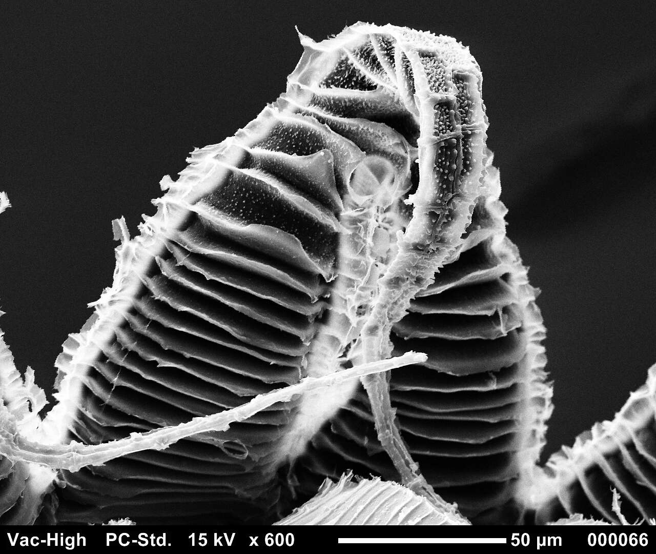 صورة Brachythecium salebrosum W. P. Schimper ex B. S. G. 1853