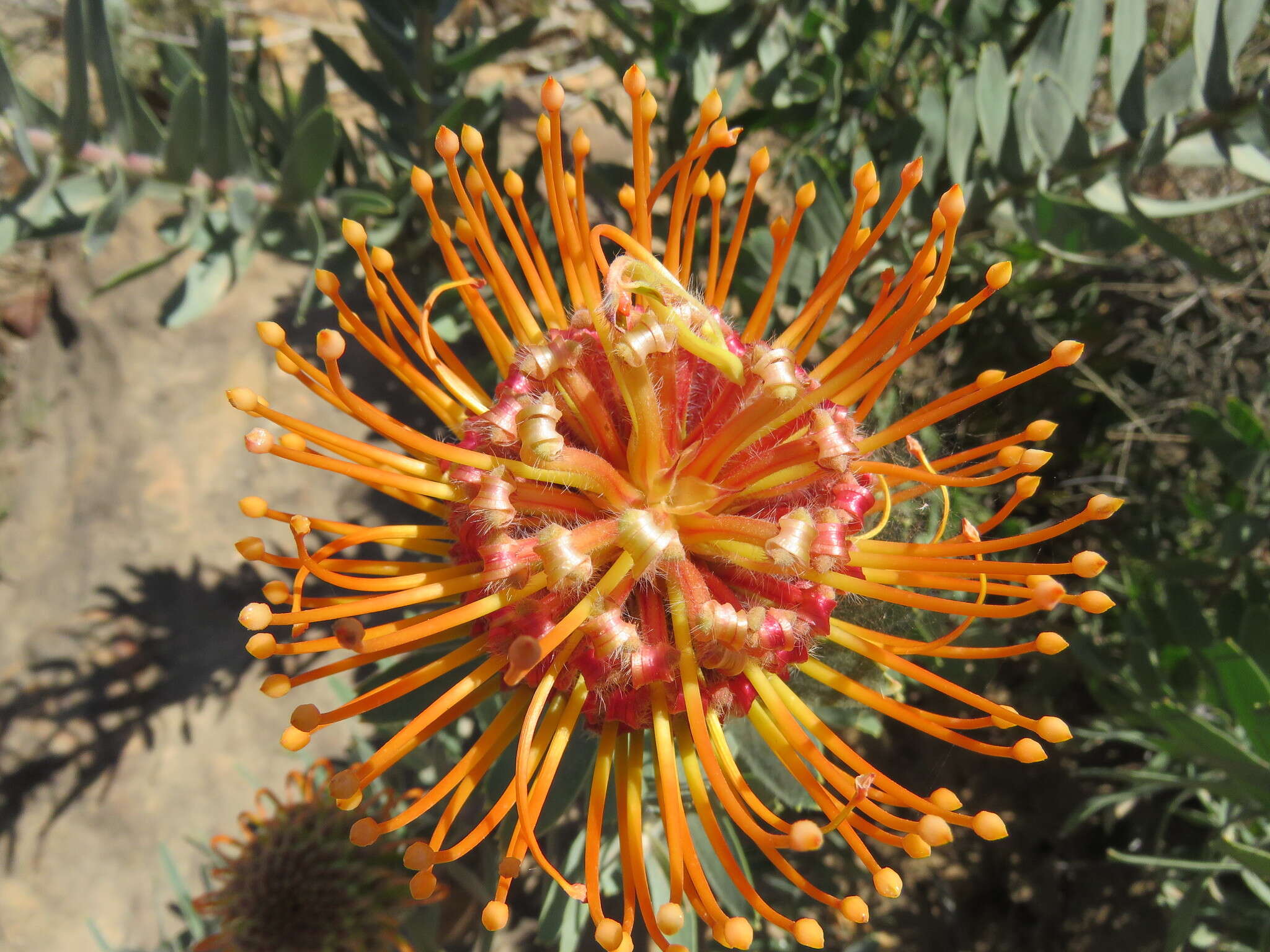 Imagem de Leucospermum vestitum (Lam.) Rourke