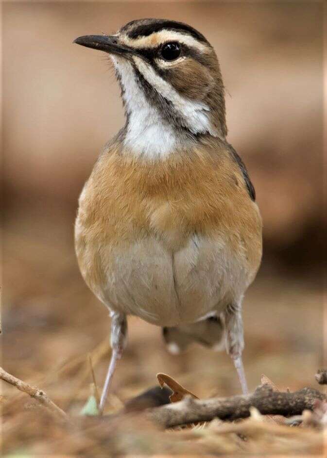 Image of Bearded Scrub Robin