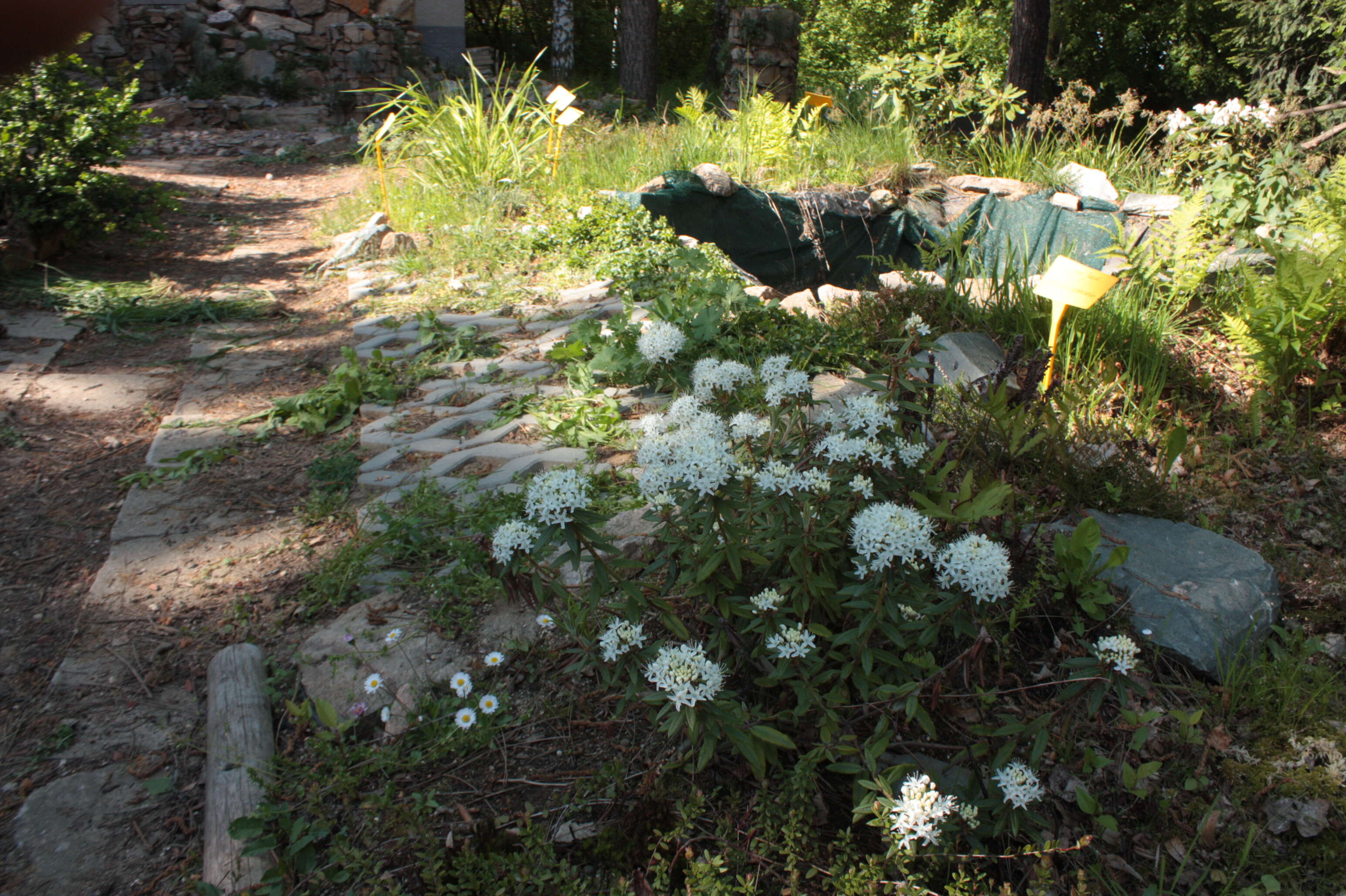 Imagem de Rhododendron tomentosum (Stokes) Harmaja