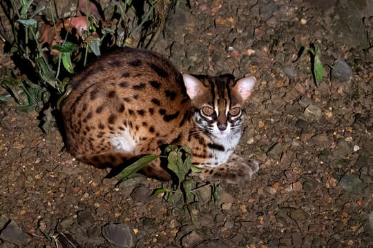 Image de Prionailurus javanensis