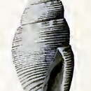 Image of Mitromorpha columnaria (Hedley 1922)