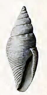 Image of Mitromorpha columnaria (Hedley 1922)