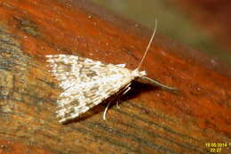 Image of twenty-plume moth