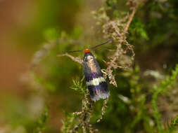 Image of golden pigmy