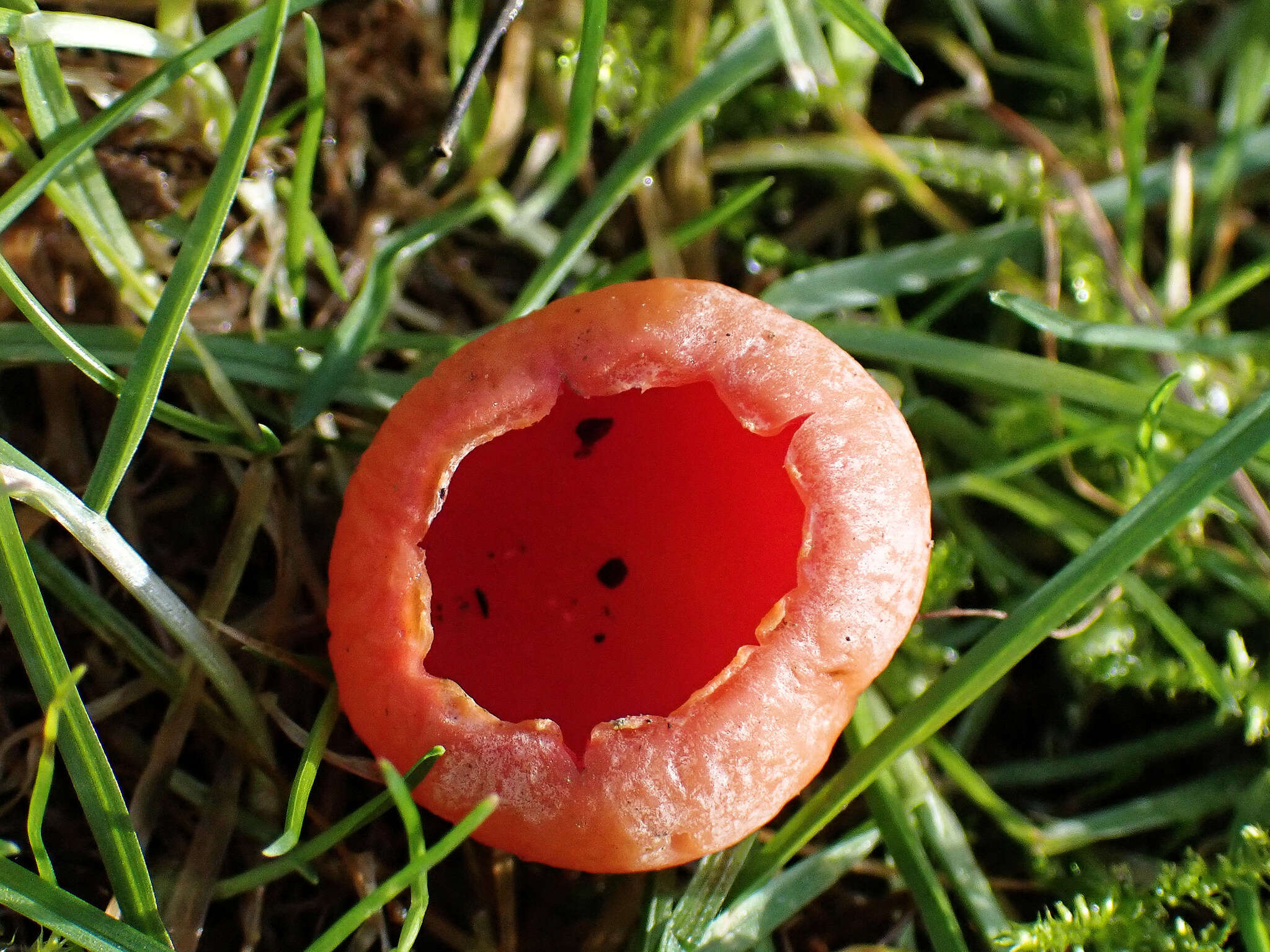 Image of Ruby elfcup