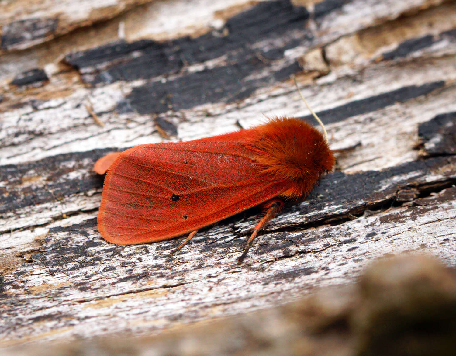 Plancia ëd Phragmatobia fuliginosa Linnaeus 1758