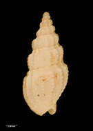 Image of Cominella otagoensis (Finlay 1926)