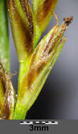 Image of Flat-sedge