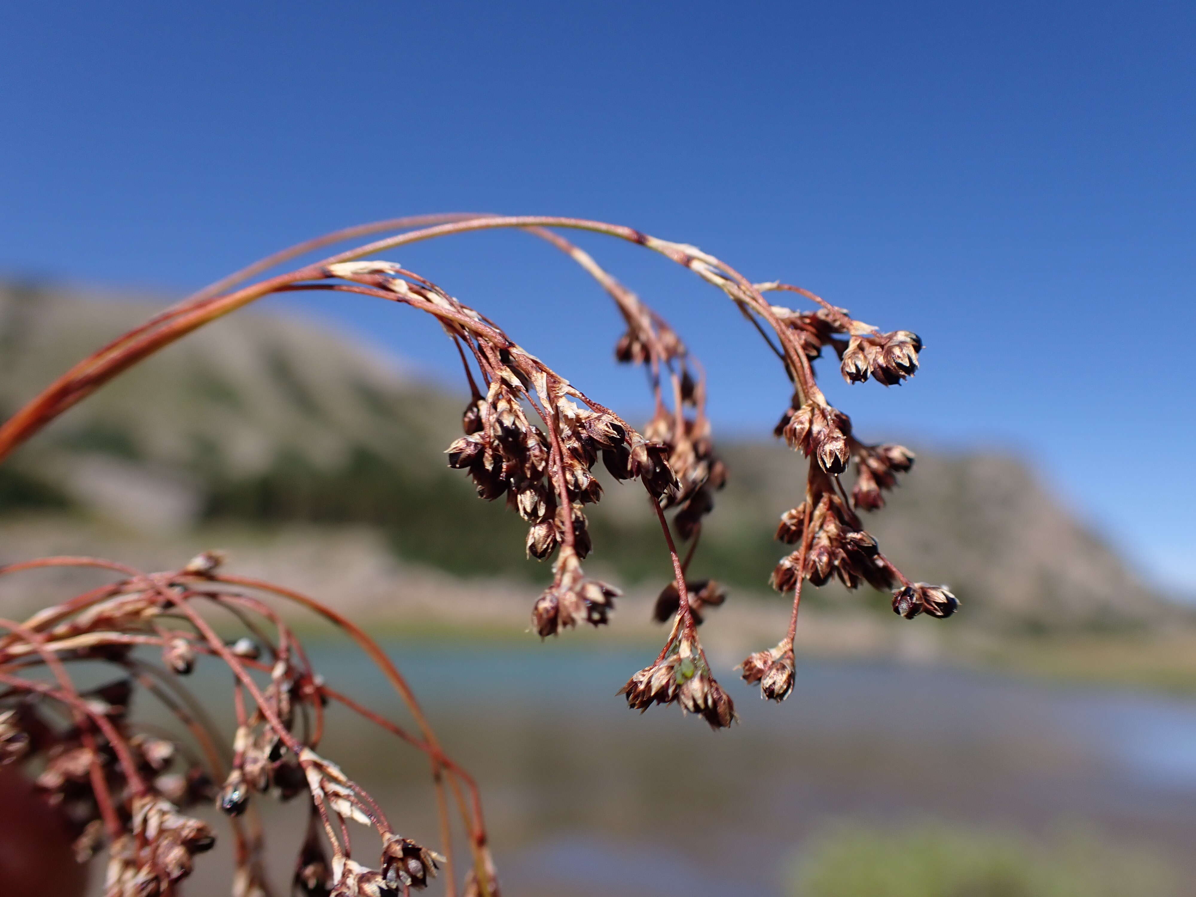 Image de Luzula parviflora (Ehrh.) Desv.