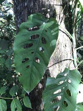 Image of Monstera siltepecana Matuda