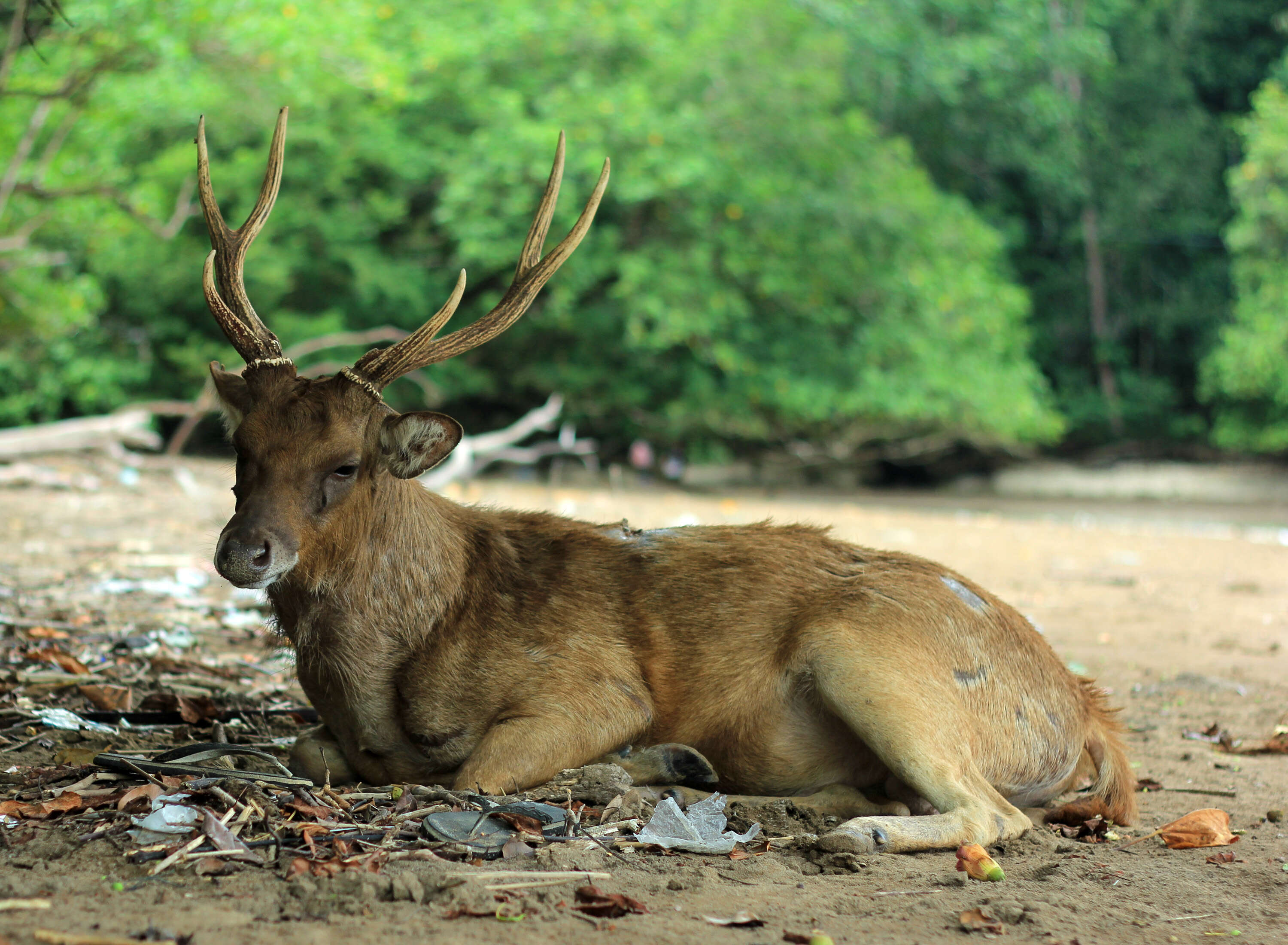 Image of Javan Deer