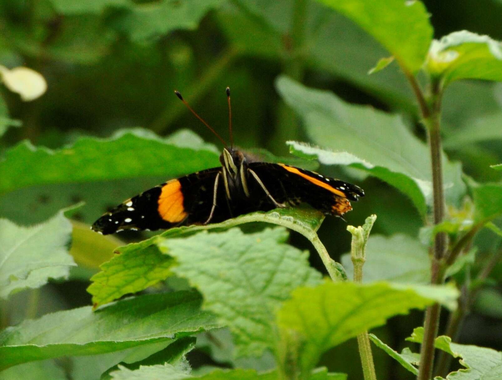 Image of Vanessa dimorphica