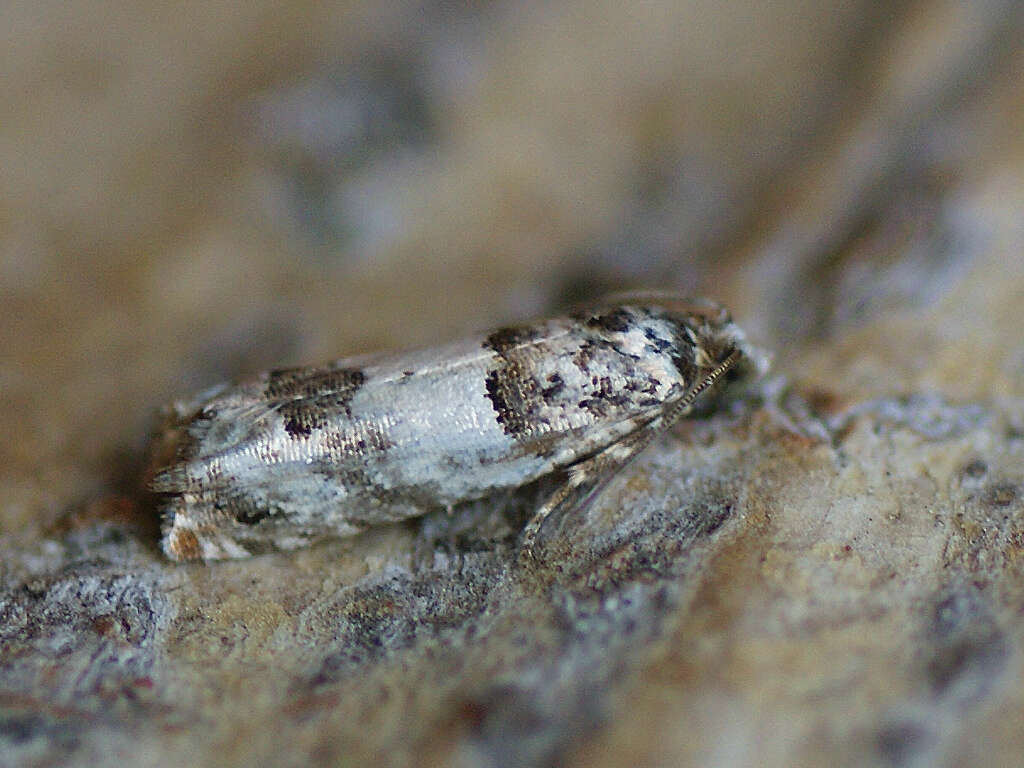 Image of Epinotia thapsiana Zeller 1847