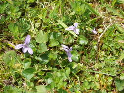 Image of common dog-violet